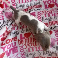 Carly, a female Miniature Dachshund for sale in Denver, CO – Photo 3 of 3