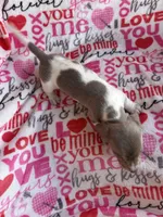 Carly, a female Miniature Dachshund for sale in Denver, CO – Photo 3 of 3