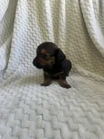 Remy, a female Miniature Dachshund for sale in Denver, CO – Photo 3 of 3