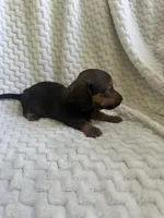 Remy, a female Miniature Dachshund for sale in Denver, CO – Photo 2 of 3