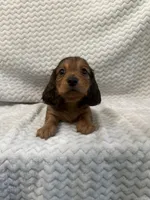 Drake, a male Miniature Dachshund for sale in Denver, CO – Photo 2 of 4