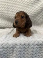 Drake, a male Miniature Dachshund for sale in Denver, CO – Photo 1 of 4