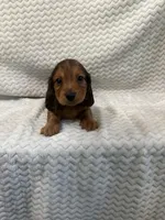 Drake, a male Miniature Dachshund for sale in Denver, CO – Photo 4 of 4