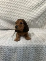 Drake, a male Miniature Dachshund for sale in Denver, CO – Photo 3 of 4