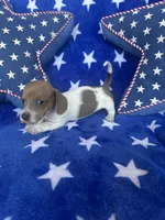 Winnie, a female Miniature Dachshund for sale in Denver, CO – Photo 3 of 3