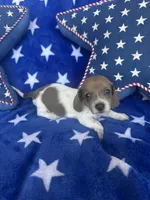 Winnie, a female Miniature Dachshund for sale in Denver, CO – Photo 1 of 3