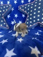 Winnie, a female Miniature Dachshund for sale in Denver, CO – Photo 2 of 3