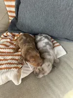 Hendrix, a male Miniature Dachshund for sale in Denver, CO – Photo 3 of 3