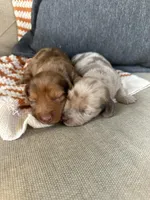 Hendrix, a male Miniature Dachshund for sale in Denver, CO – Photo 1 of 3