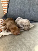 Hendrix, a male Miniature Dachshund for sale in Denver, CO – Photo 2 of 3