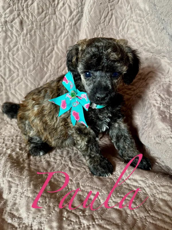 Paula-brindle