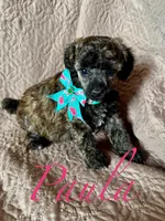 Paula-brindle, a female Poodle - Miniature  for sale in Denver, CO – Photo 1 of 3