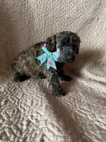 Paula-brindle, a female Poodle - Miniature  for sale in Denver, CO – Photo 3 of 3