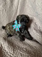 Paula-brindle, a female Poodle - Miniature  for sale in Denver, CO – Photo 2 of 3