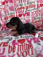 Theo, a male Miniature Dachshund for sale in Denver, CO – Photo 2 of 4