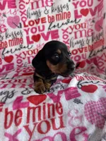 Theo, a male Miniature Dachshund for sale in Denver, CO – Photo 1 of 4