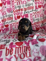 Theo, a male Miniature Dachshund for sale in Denver, CO – Photo 3 of 4
