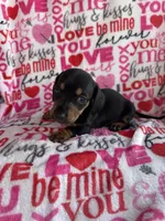 Theo, a male Miniature Dachshund for sale in Denver, CO – Photo 4 of 4