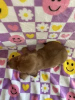 Dash, a male Miniature Dachshund for sale in Denver, CO – Photo 4 of 5