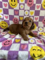 Dash, a male Miniature Dachshund for sale in Denver, CO – Photo 1 of 5