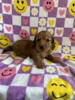 Dash, a male Miniature Dachshund for sale in Denver, CO – Photo 2 of 5