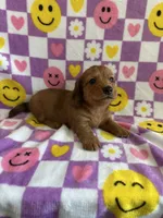 Dash, a male Miniature Dachshund for sale in Denver, CO – Photo 5 of 5