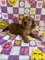 Dash, a male Miniature Dachshund for sale in Denver, CO – Photo 3 of 5