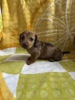 Daisy, a female Miniature Dachshund for sale in Denver, CO – Photo 2 of 7