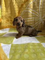 Daisy, a female Miniature Dachshund for sale in Denver, CO – Photo 5 of 7
