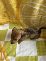 Daisy, a female Miniature Dachshund for sale in Denver, CO – Photo 3 of 7