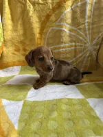 Daisy, a female Miniature Dachshund for sale in Denver, CO – Photo 7 of 7