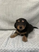 Doug, a male Miniature Dachshund for sale in Denver, CO – Photo 1 of 2