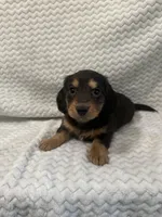 Doug, a male Miniature Dachshund for sale in Denver, CO – Photo 2 of 2