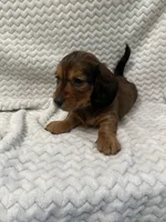 Deacon, a male Miniature Dachshund for sale in Denver, CO – Photo 3 of 3