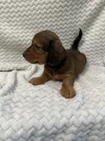 Deacon, a male Miniature Dachshund for sale in Denver, CO – Photo 2 of 3