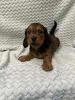 Deacon, a male Miniature Dachshund for sale in Denver, CO – Photo 1 of 3