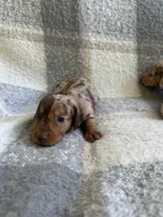 Darla— choc&tan dapple, a female Miniature Dachshund for sale in Denver, CO – Photo 3 of 6