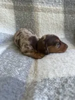 Darla— choc&tan dapple, a female Miniature Dachshund for sale in Denver, CO – Photo 6 of 6