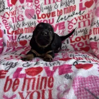 Daisy, a female Miniature Dachshund for sale in Denver, CO – Photo 2 of 3