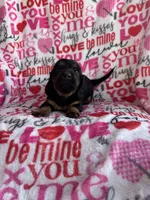 Daisy, a female Miniature Dachshund for sale in Denver, CO – Photo 2 of 3