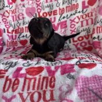 Daisy, a female Miniature Dachshund for sale in Denver, CO – Photo 1 of 3