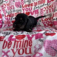 Daisy, a female Miniature Dachshund for sale in Denver, CO – Photo 3 of 3