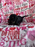 Daisy, a female Miniature Dachshund for sale in Denver, CO – Photo 3 of 3