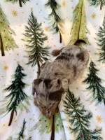 Boone, a male Miniature Dachshund for sale in Denver, CO – Photo 3 of 4