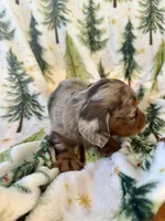 Boone, a male Miniature Dachshund for sale in Denver, CO – Photo 1 of 4