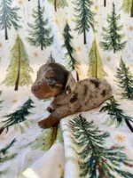 Boone, a male Miniature Dachshund for sale in Denver, CO – Photo 4 of 4