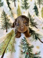 Boone, a male Miniature Dachshund for sale in Denver, CO – Photo 2 of 4