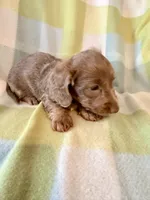 Jewel , a female Miniature Dachshund for sale in Como, TX – 3 of 3