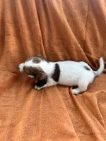 Winston, a male Miniature Dachshund for sale in Denver, CO – Photo 3 of 3