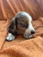 Winston, a male Miniature Dachshund for sale in Denver, CO – Photo 2 of 3